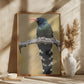 Green Wood-hoopoe