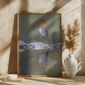 Robin