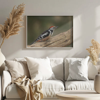 Middle spotted woodpecker.