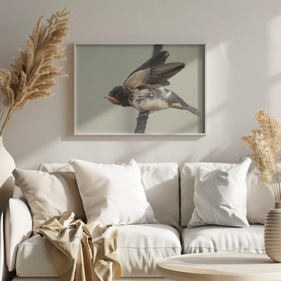 A young swallow: ready to fly.