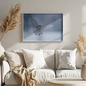 Northern Hawk Owl