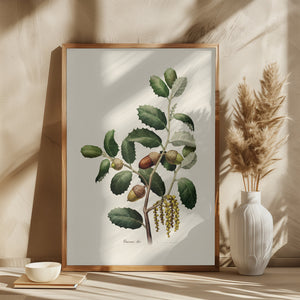 Botanik Quercus Ilex