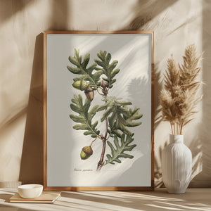 Botany Quercus Pyrenaica