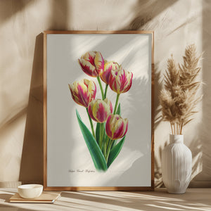 Botany   Tulipa Grand Perfection