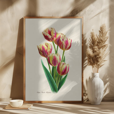 Botany Tulipa Grand Perfection