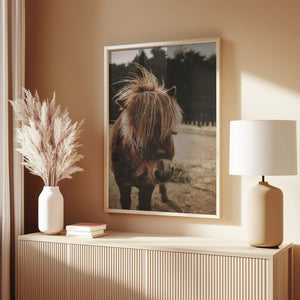 Small Horse