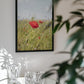 Poppy Flower