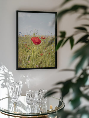 Poppy Flower