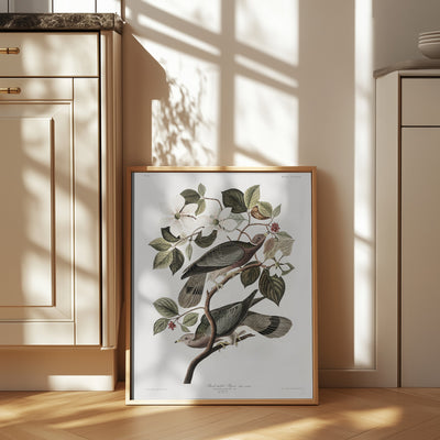 Brand Tailed Pigeon From Birds Of America (1827)