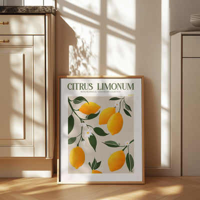 Citrus Limonum - Lemon