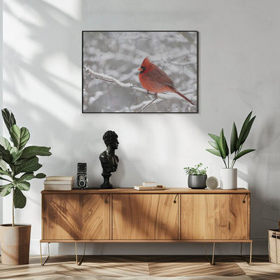 Northern Cardinal in Snow