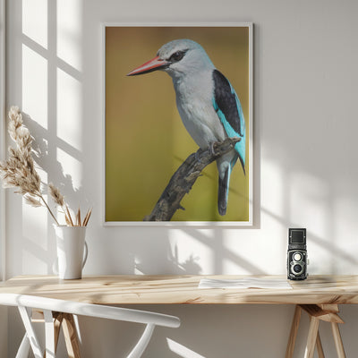 Woodland Kingfisher.