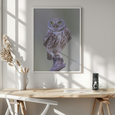 LITTLE OWL MODELING