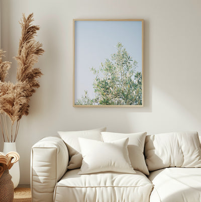 Olives In Ostuni | Italy Travel Photography