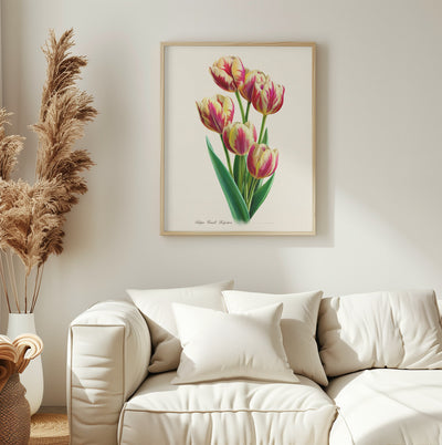 Botany Tulipa Grand Perfection