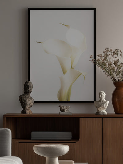 White Calla Lily No 3