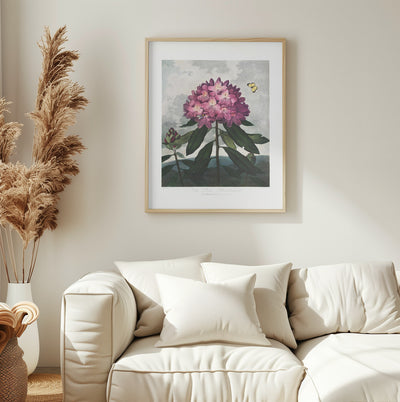 The Pontic Rhododendron from The Temple of Flora (1807)