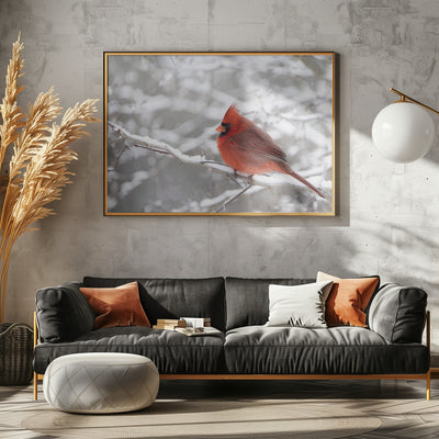 Northern Cardinal in Snow