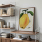 Kiefer's Hybrid Pear Lithograph