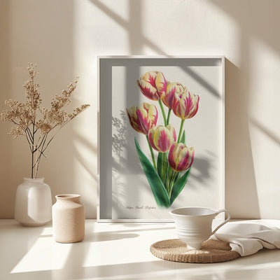 Botany Tulipa Grand Perfection