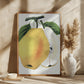Kiefer's Hybrid Pear Lithograph
