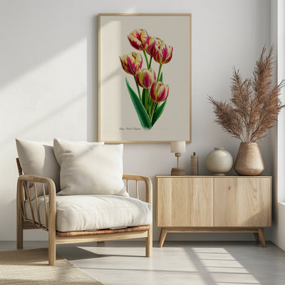 Botany Tulipa Grand Perfection