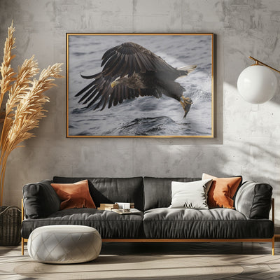 White tale eagle, Norway