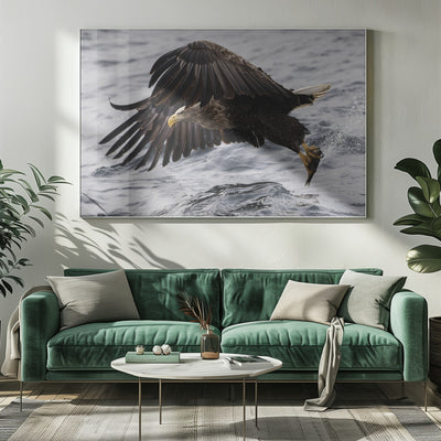 White tale eagle, Norway