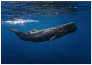 Sperm whale