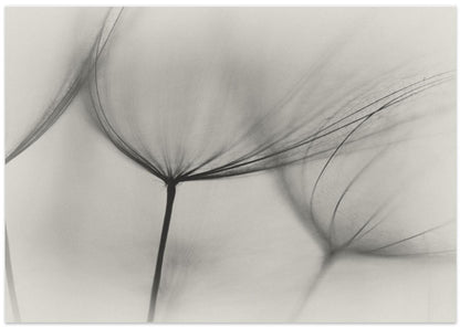 Tragopogon