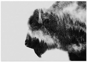 Bison