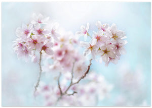 Soft Pink Cherry Blossoms