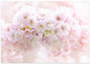 Soft Pink Blossoms
