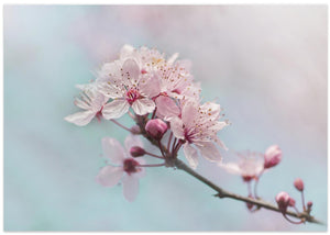 Pink Cherry Blossoms