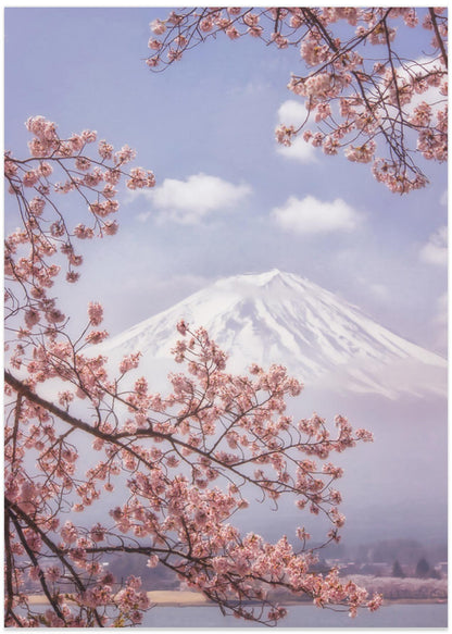 Mount Fuji Cherry Blossoms