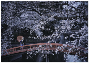 Sakura Bridge Serenity