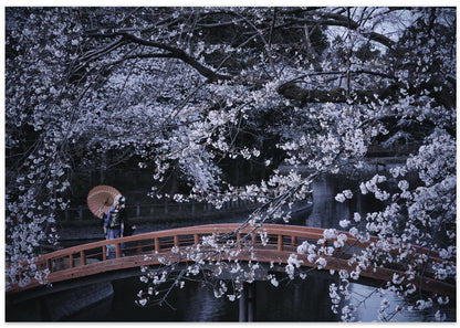 Sakura Bridge Serenity