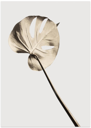 Monstera Gold 03