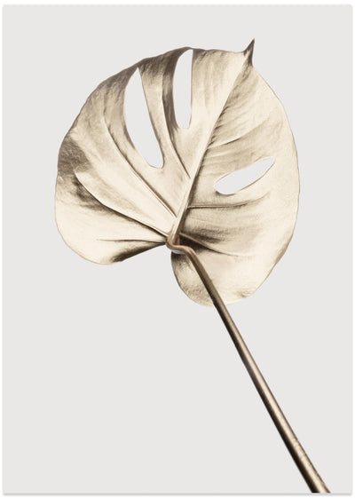 Monstera Gold 05