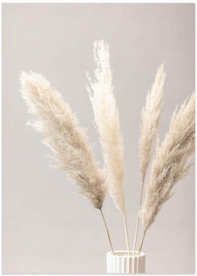 Pampas Grass Grey 05