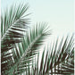 Palm leaves, sky_1