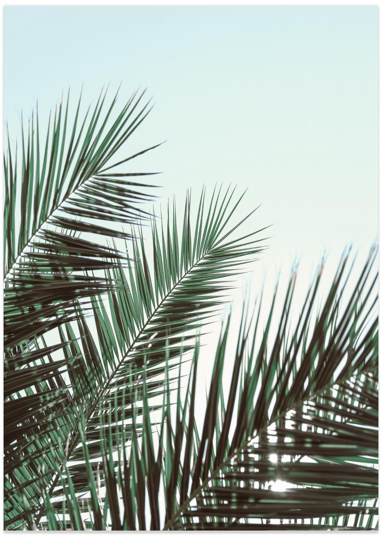Palm leaves, sky_1
