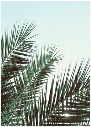 Palm leaves, sky_1