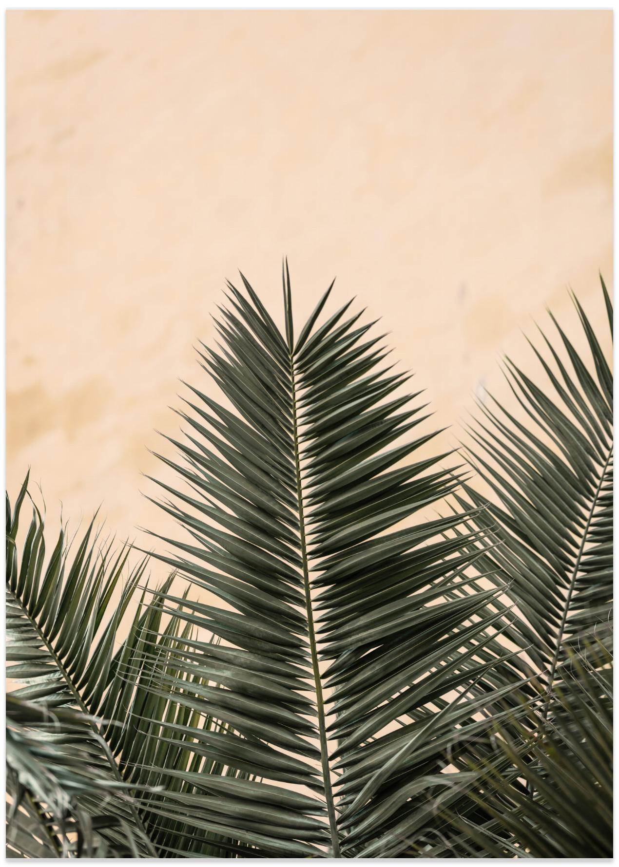 Palm leaves and wall_1