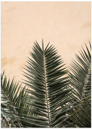 Palm leaves and wall_1