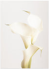 White Calla Lily No 3