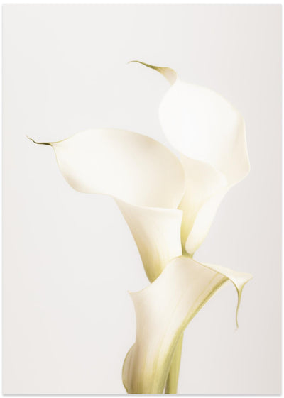 White Calla Lily No 3