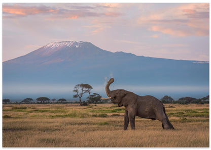 The Morning of Kilimanjaro