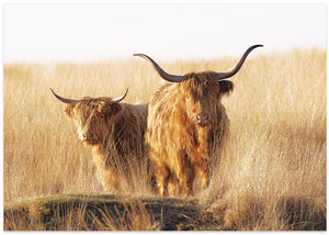 Young and old Highlander