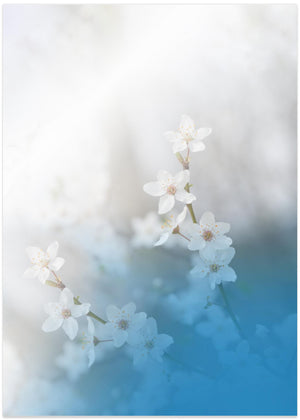 White Spring Blossoms